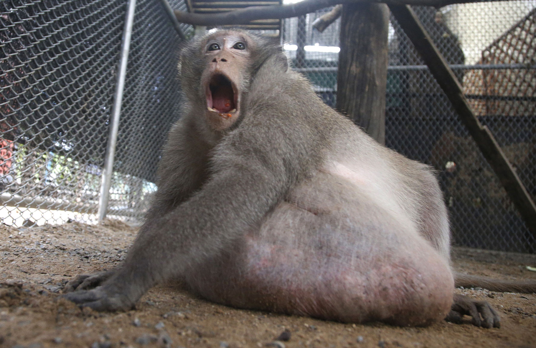 Thailand Chunky Monkey